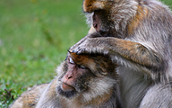 1 Barbary macaque (Macaca sylvanus)